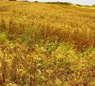 Landschaft und Ruhe pur