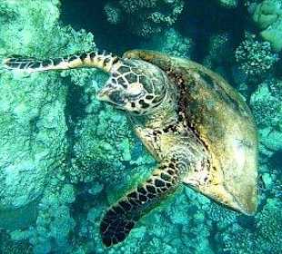 Schildkröte am Hausriff