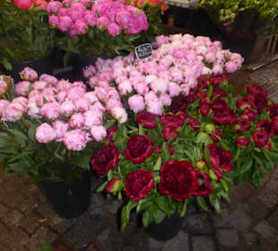 Hallette du Vieux Marché