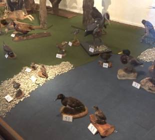 Natur- und Jagdmuseum