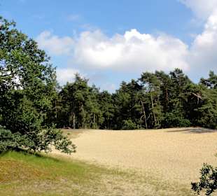 Die Verdener Dünen im Stadtwald