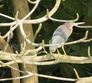Bunte tropische Vögel