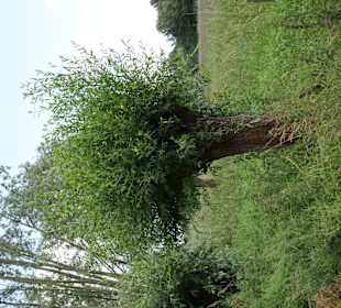 Kopfweiden am Wegesrand