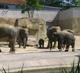 Elefantenherde mit Neuling Marla