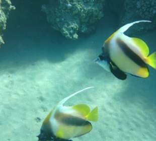 Schnorcheln am Blue Hole