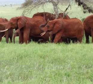Sarova Salt Lick Game Lodge