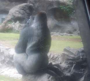 Gorilla