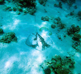 Leoparden-Rochen Hausriff Grand Makadi