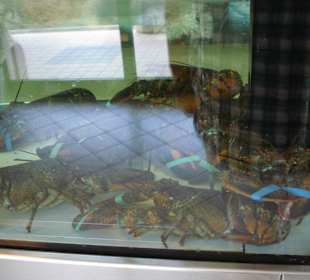 Lebendige Langusten und Hummer
