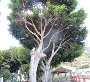  Parque del Drago