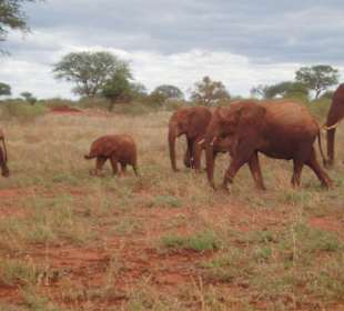 Elefanten in Tsavo Ost
