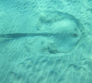 Schnorcheln Marsa Alam