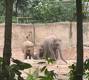Wildlands Zoo in Emmen 