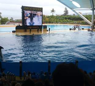 Orca Show