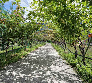 Weinrebengang im Hofgarten
