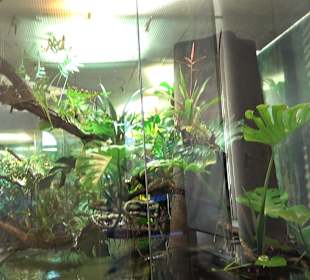 Staatliches Naturkunde Museum