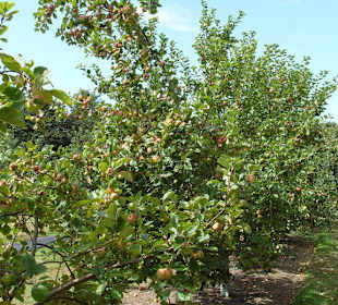 Die Apfelplantage