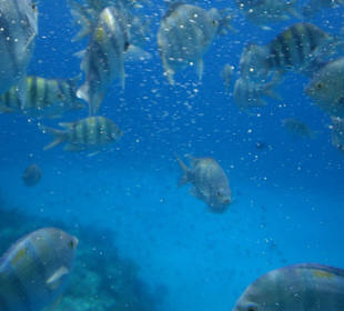 Red Sea Dolphin Tour