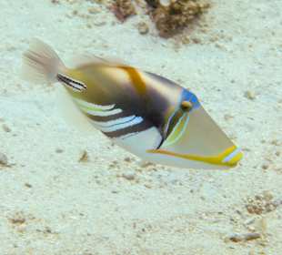 Picasso Drückerfisch