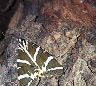 Ausflug ins Schmetterlingstal 