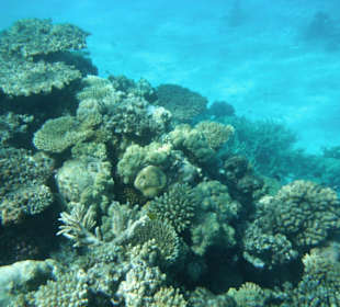 Wunderschöne Unterwasserwelt