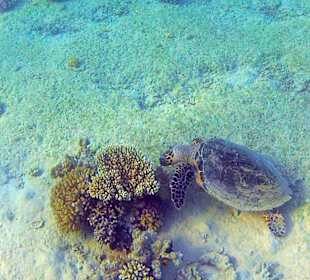 Am Hausriff 100m vorm Hotelstrand