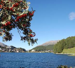 Vegetazione intorno al lago