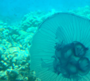 Ungefährliche Qualle