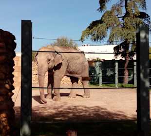 ZOO José Cruz Conde