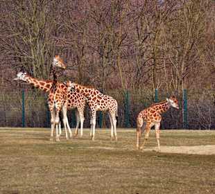 Giraffenfamilie