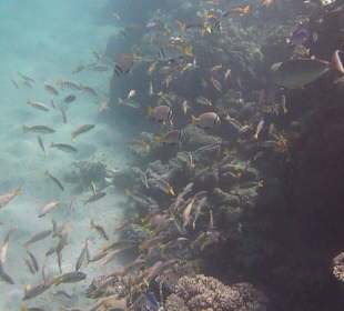 Schnorcheln am Hausriff