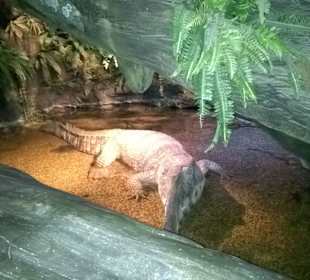 Bewegtes Kroko