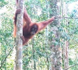 Orang utan in Bukit Lawang 