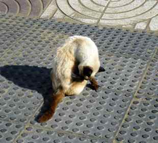 Viele hunrige Katzen an der Strandpromenade