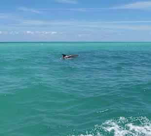 Delphin