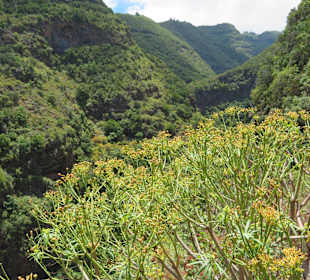 Inselrundfahrt La Palma
