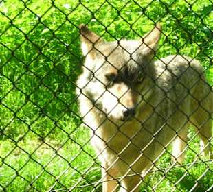 Wolf