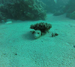 Kugelfisch auf ca. 16 Meter tiefe