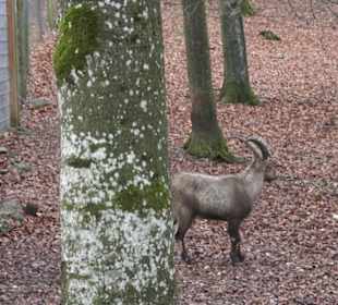 Wildpark Eichert