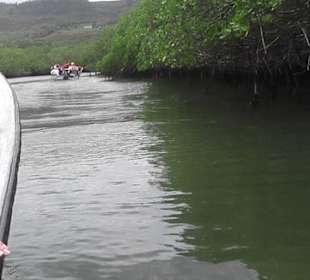 Fahrt durch die Mangroven