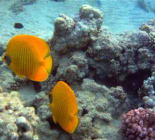 Hausriff Hotel Stella Makadi Beach Resort