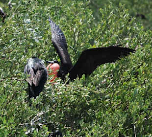 Fregatvogel beim balzen