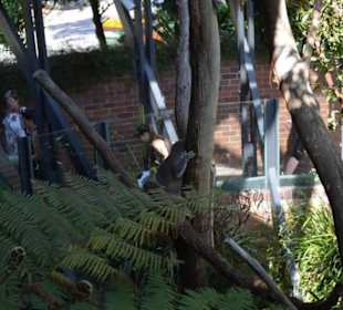Taronga Zoo