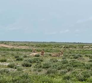 Tiere im Etosha Park
