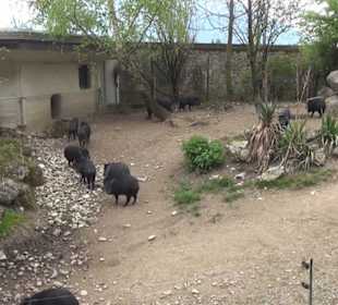 Südamerika Bereich - Halsband-Pekari