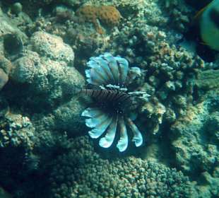 Hotel Lahami Bay Hausriff