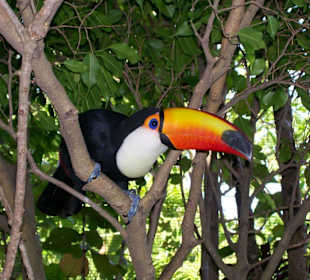 Tukan in Ocean World