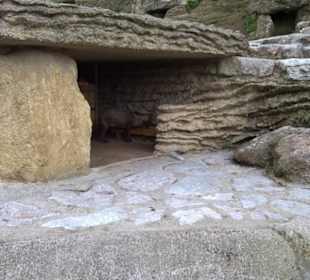 Eurasienbereich - Steinböcke