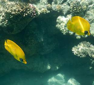 Schnorcheln Sahl Hasheesh