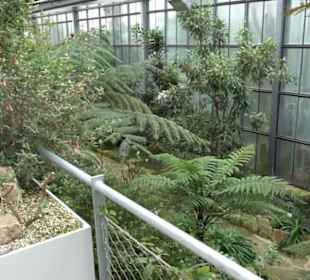 Subtropenhaus